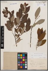 Foto von Salix caprea L. x Salix cinerea L.